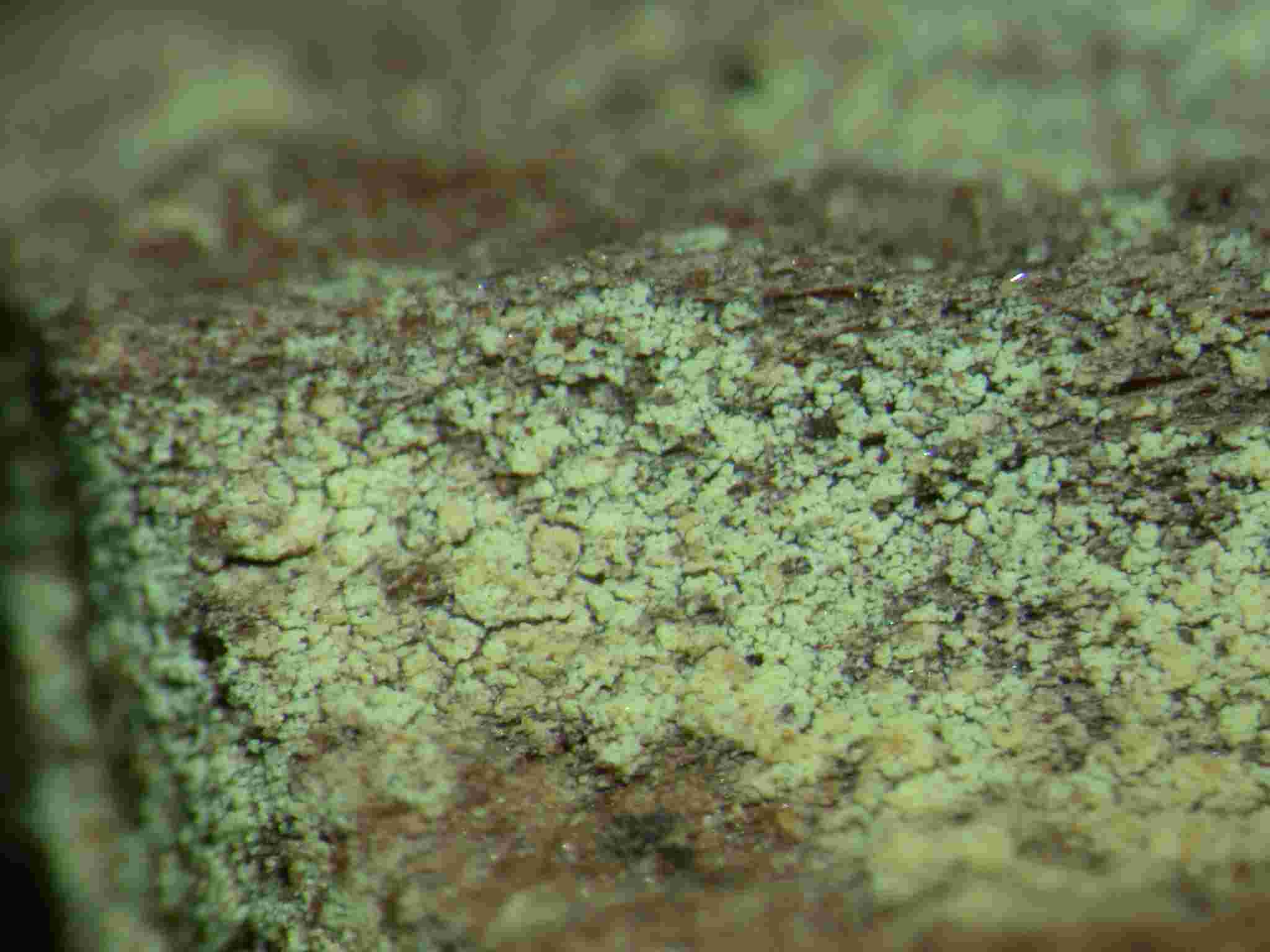 [Chaenotheca furfuracea]
